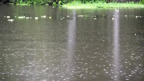 Rio em uma selva — Vídeo de Stock