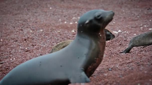 Cztery lwy morskie Galapagos — Wideo stockowe