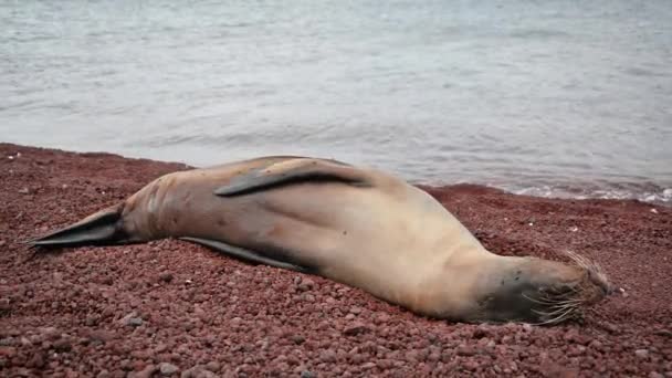 Galapagos zeeleeuw — Stockvideo