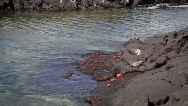 Крабы и морские игуаны — стоковое видео