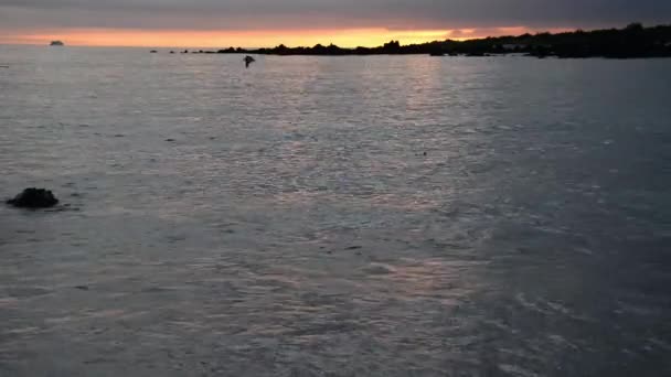 Pélicans Pêche aux Galapagos — Video