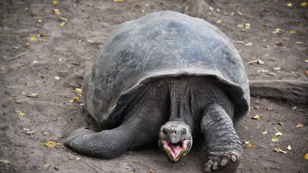 Гігантська черепаха крупним планом — стокове відео