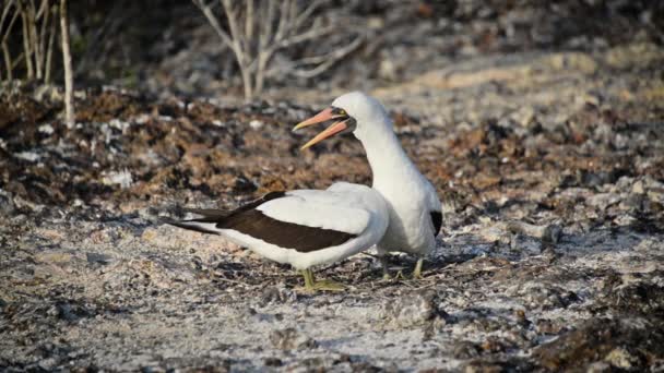 Nazca Booby pary — Wideo stockowe