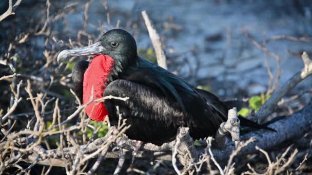 Frigatebird üreme görüntüleme — Stok video