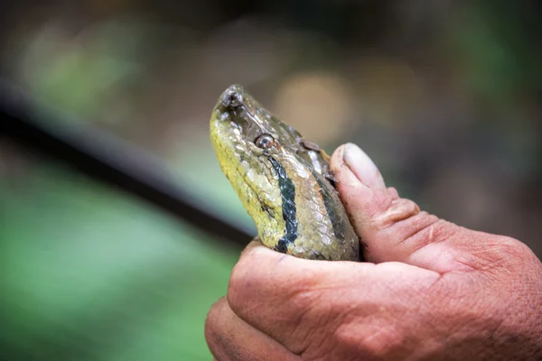 Anaconda Face Closeup — Stock Photo, Image