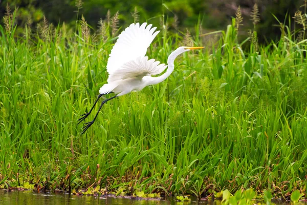 Great White Heron Takeoff — Φωτογραφία Αρχείου