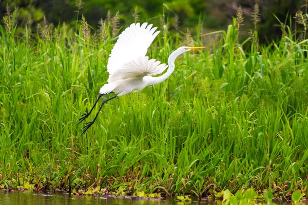 Great White Heron Takeoff — Stock Photo, Image