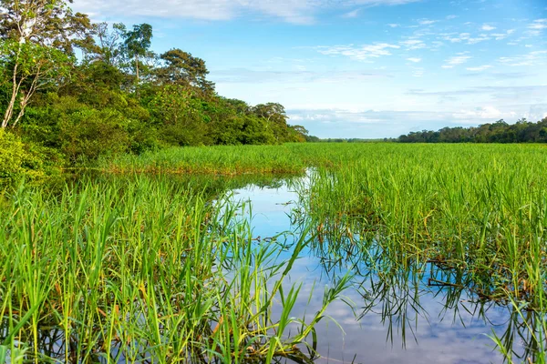 Jungles Grasses in the Amazon — Stockfoto
