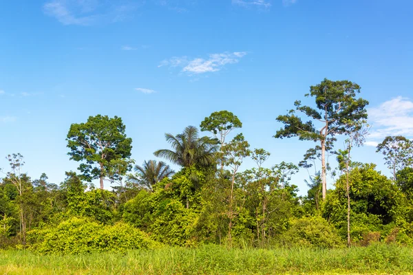 Vue sur la jungle — Photo