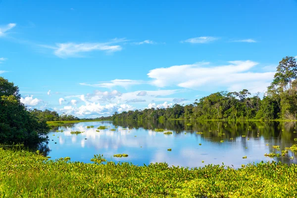 Amazon Jungle View and Reflection — Zdjęcie stockowe