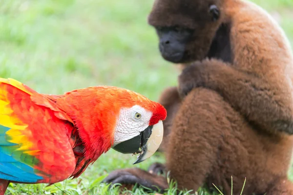 Guacamayo y mono —  Fotos de Stock