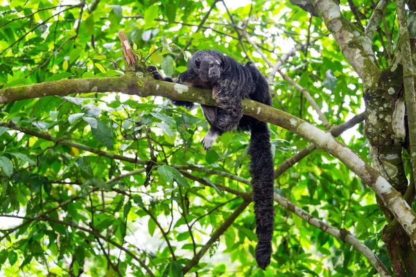 Mönch saki Affe und Schwanz — Stockfoto