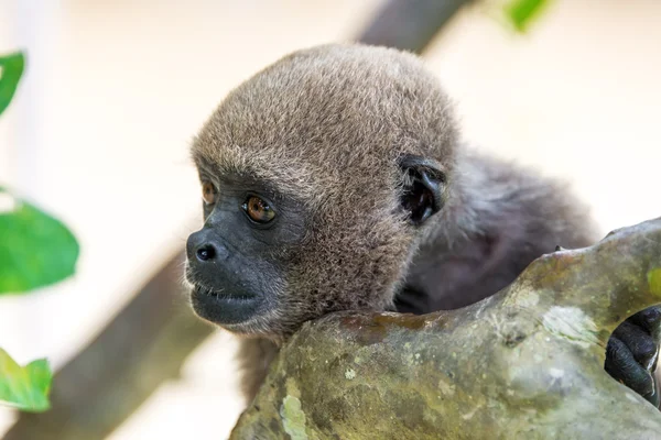 Macaco lanoso closeup — Fotografia de Stock