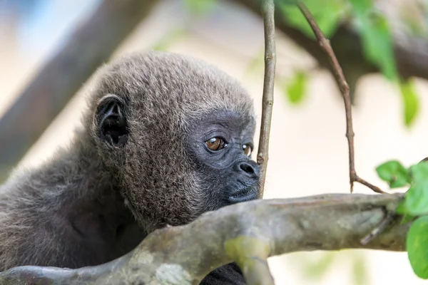 Cara de macaco lanoso — Fotografia de Stock