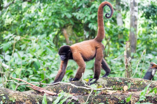 Macaco lanoso andando — Fotografia de Stock