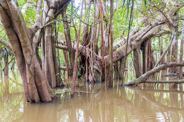 Pohon di Sungai Banjir — Stok Foto