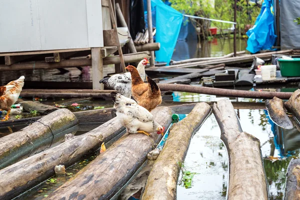 Pollos en troncos flotantes — Foto de Stock