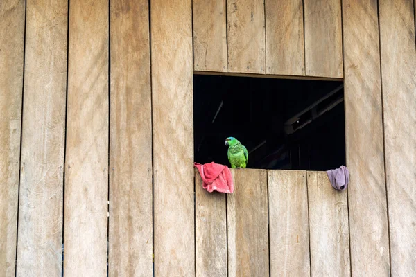 Loro en una ventana —  Fotos de Stock