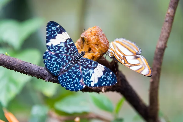 Zwei bunte Schmetterlinge — Stockfoto