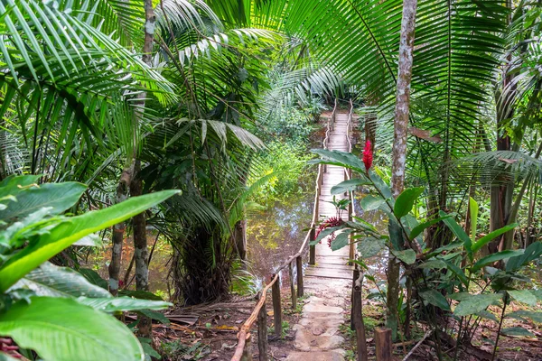 熱帯雨林の橋 — ストック写真