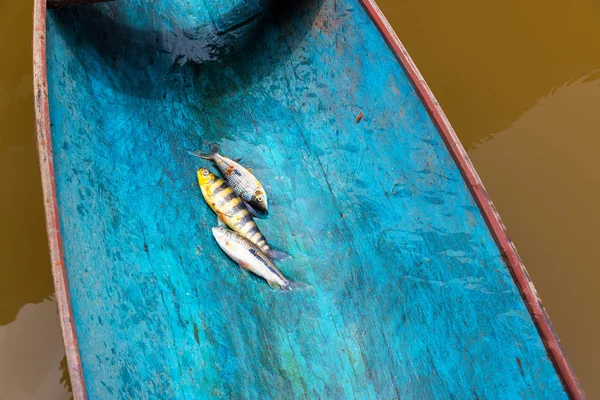 カヌーで魚 — ストック写真