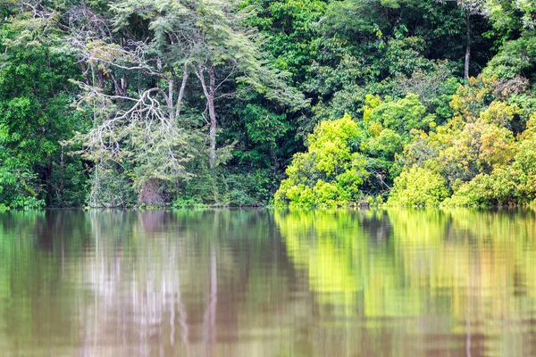 Reflexão selva verde — Fotografia de Stock
