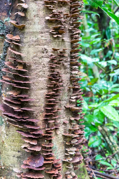 Mushrooms growing on a tree — Stock Photo, Image
