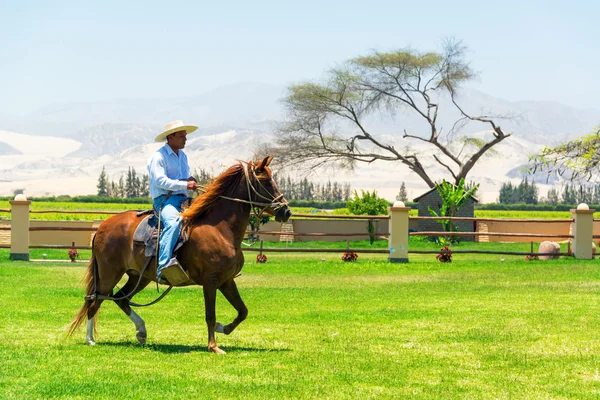 Peruvian Paso Horse and Rider — Stock Photo, Image