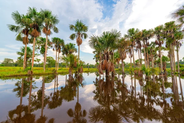 Palm Tree Reflections — Stock Photo, Image