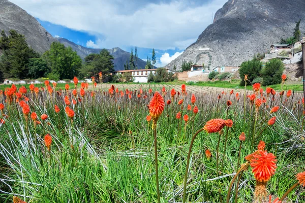 Colorful Flowers and Hacienda — Stock Photo, Image