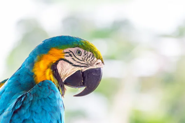 Blå och gula macaw närbild — Stockfoto