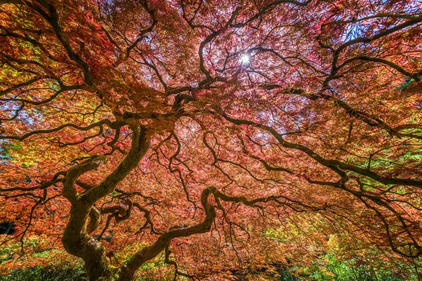 Vermelho japonês bordo árvore — Fotografia de Stock