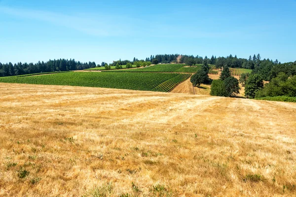 Droge veld en wijngaarden — Stockfoto