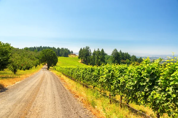 Grind weg en wijngaard — Stockfoto