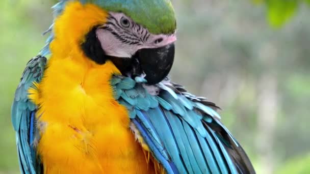 A Preening Macaw — Stock Video