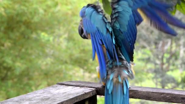 Blauwe en gele Macaw weergave — Stockvideo