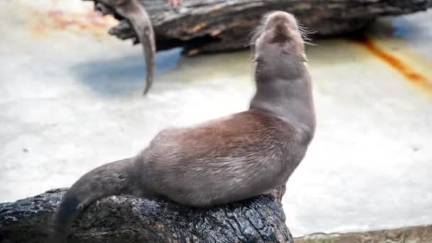 River Otter Closeup — Stock Video