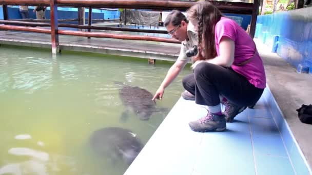 Wisatawan Petting Manatees — Stok Video