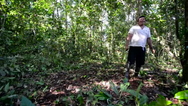 Керівництво посередництва джунглі — стокове відео