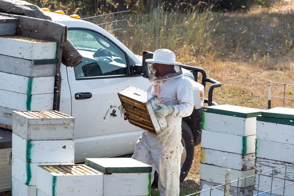 Méhész keményen dolgozik — Stock Fotó