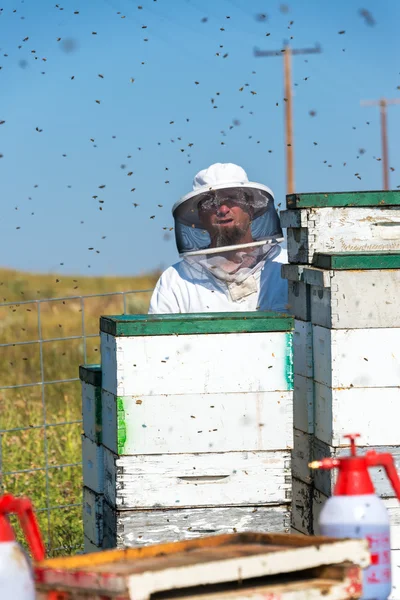 Пчеловод и пчелы — стоковое фото