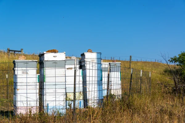 Colmenas de abejas en un patio de abejas — Foto de Stock