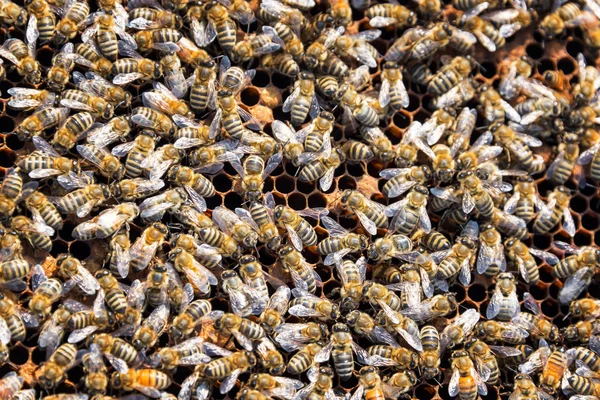 Много и много пчел — стоковое фото
