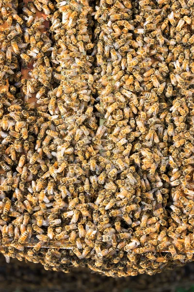 Tausende von Bienen — Stockfoto