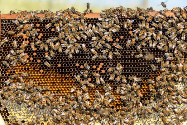 Weergave van een bijenkorf — Stockfoto