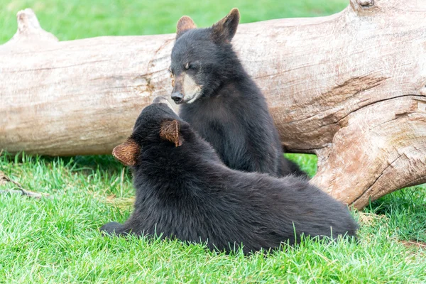 Zwei Schwarzbären spielen — Stockfoto
