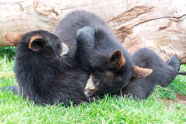 İki siyah ayı oynamak — Stok fotoğraf