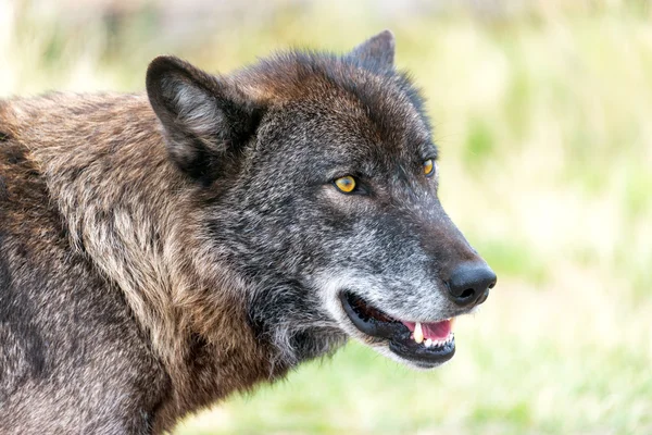 Vista de Closeup Wolf — Fotografia de Stock