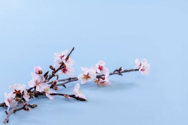 Açık mavi arka planda güzel bir kiraz çiçeği dalı. Seçici odaklan ve kapat. Güzellik ve doğa kavramı.