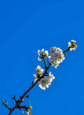 Mavi gökyüzüne karşı açan badem çiçeği
